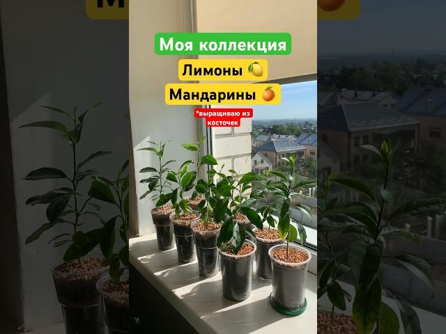 Выращиваю из косточек! #lemon#mandarin#изкосточки#рассада#уют#life#цветы#цветынаподоконнике