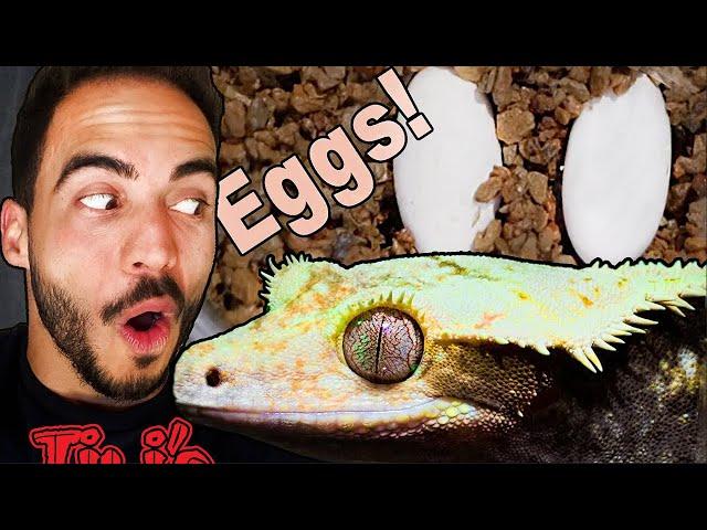 Breeding Crested Geckos, Everything you NEED to KNOW!