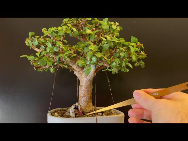 Late Fall Pruning of My Broomstyle Indoor Bonsai (Portulacaria Afra Dwarf Jade)