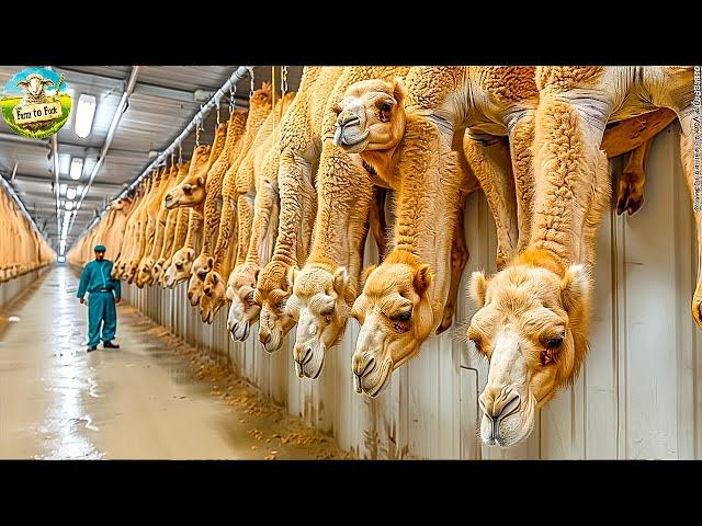 Technology for Camel Farming in Meat and Milk Production | Modern Camel Meat Processing