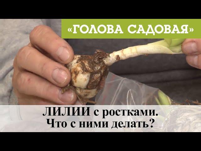 Голова садовая - ЛИЛИИ с ростками. Что с ними делать?