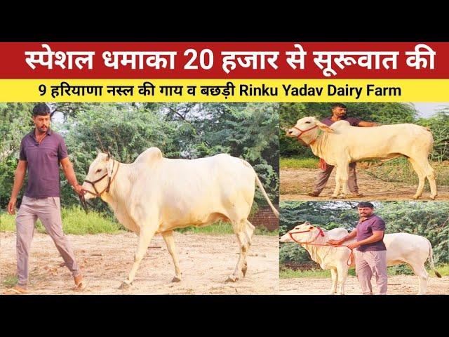 स्पेशल धमाका 20 हजार से सूरूवात की 9 हरियाणा नस्ल की गाय व बछड़ी , Rinku Yadav Dairy Farm ,