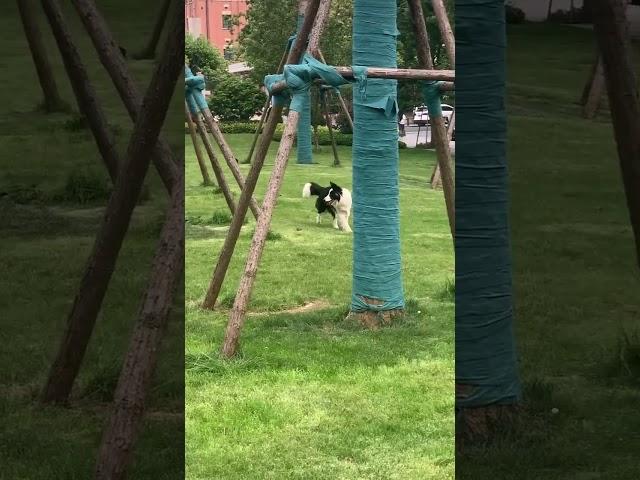 Yellow Dog: "Brother, there’s an unknown creature ahead." - Border Collie: "retreat immediately!"