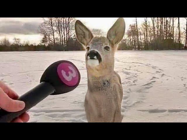 Funniest ANIMALS Videos 2024 That Will Make You Laugh To Tear 