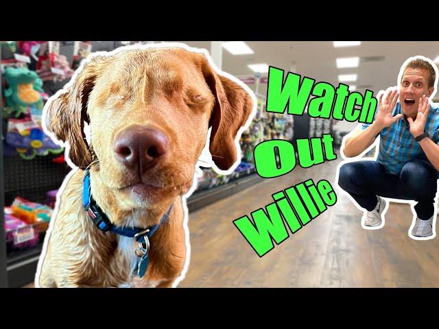 Buying Blind Puppy EVERYTHING He Touches! (Labrador Retriever Willie)