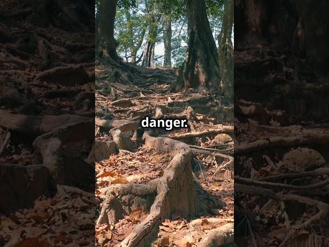 How Trees Secretly 'Talk' Underground!