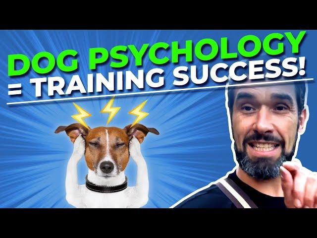 How Understanding Dog Psychology Makes Dog Training More Successful