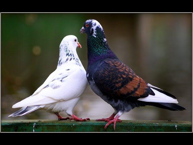 How to pair up pigeons