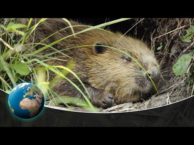 The Beavers are back - Busy river monsters at work