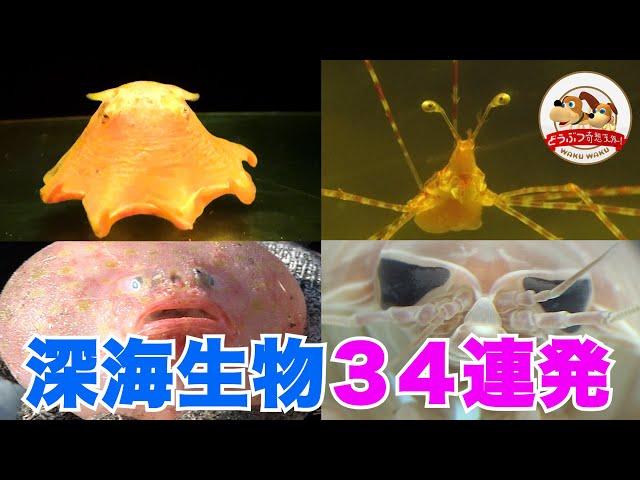 【深海生物まとめ】世界でも有数の深海生物スポット・駿河湾で大漁！不思議でカワイイ激レア生物たちをたっぷりご紹介【どうぶつ奇想天外／WAKUWAKU】