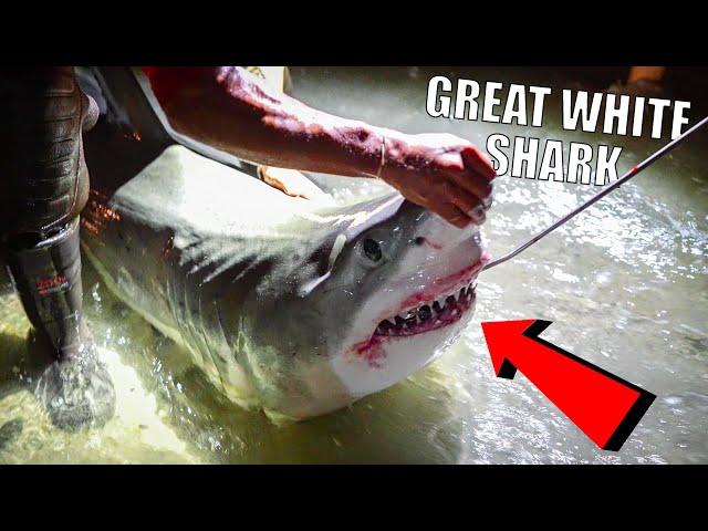 We Caught A GREAT WHITE SHARK From The BEACH