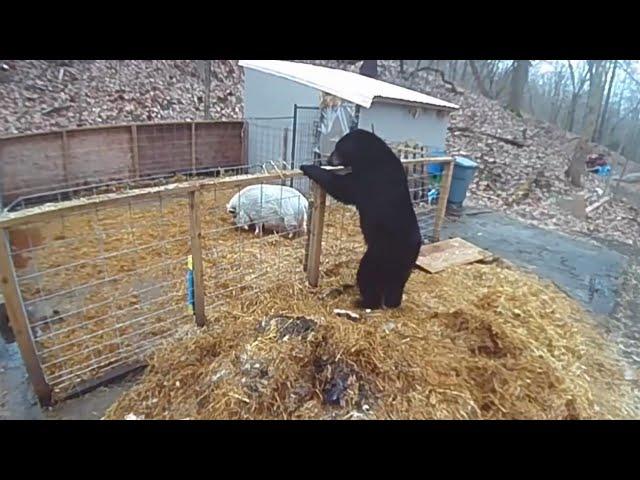 黑熊入侵猪圈猎杀家猪！本以为手到擒来，却反被家猪教训一顿