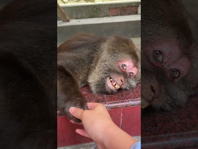 Hello cute XingXing. #cuteanimal #cute #cutemonkey #babymonkey #shorts #animals #monkey