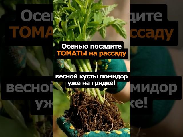 Осенью посадите томаты на рассаду #сад #огород #дача #садоводство #томаты