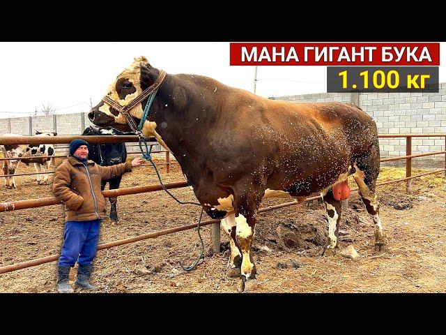 МАНА ГИГАНТ БУКАНИ ЗУ́РИ СОТИЛАДИ 1100 КГ ЧИКДИ !!! ХОРАЗМ БОЗОР