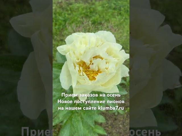 Новое поступление пионов на нашем сайте klumba7.ru - Прием заказов на осень 2025.