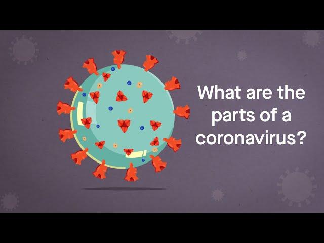 Coronavirus Anatomy Explained: Science, Simplified