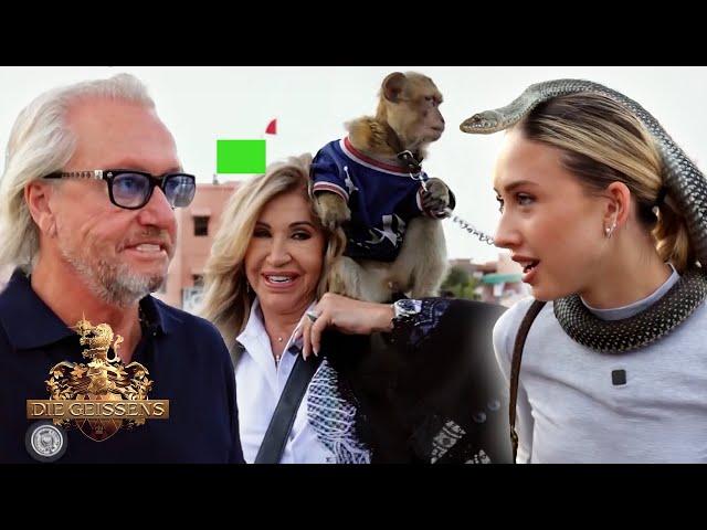 Wild Marrakech: Among monkeys and snakes?!  [Dubbed with AI] | The Geissens #427