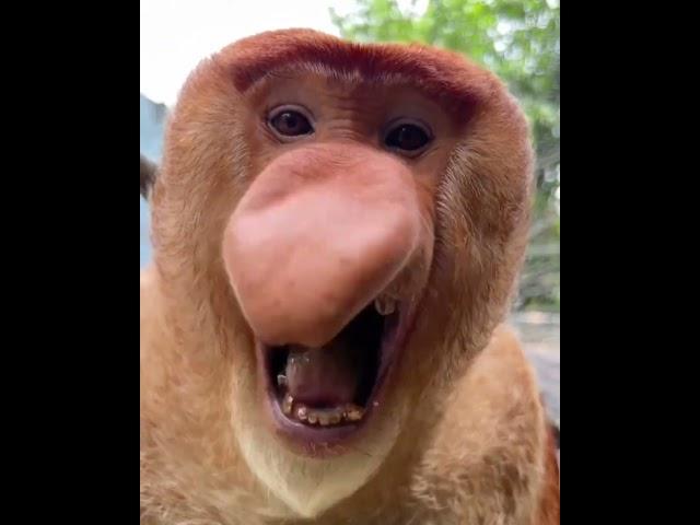 The sound of a proboscis monkey