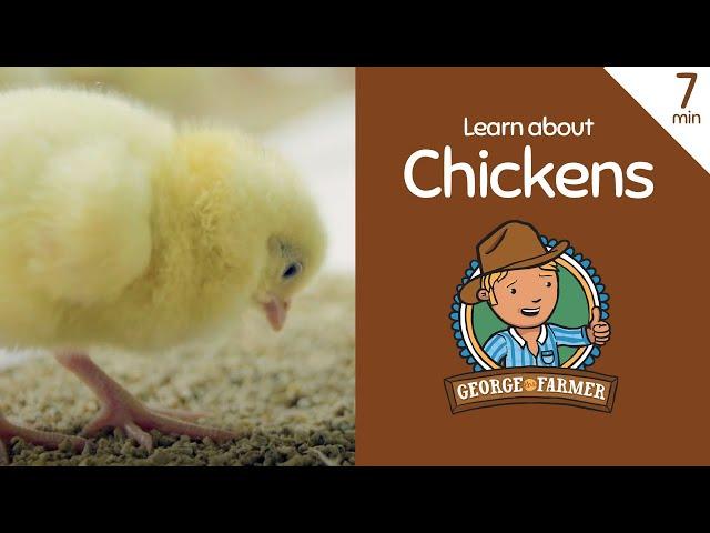 Learn about chickens with George the Farmer