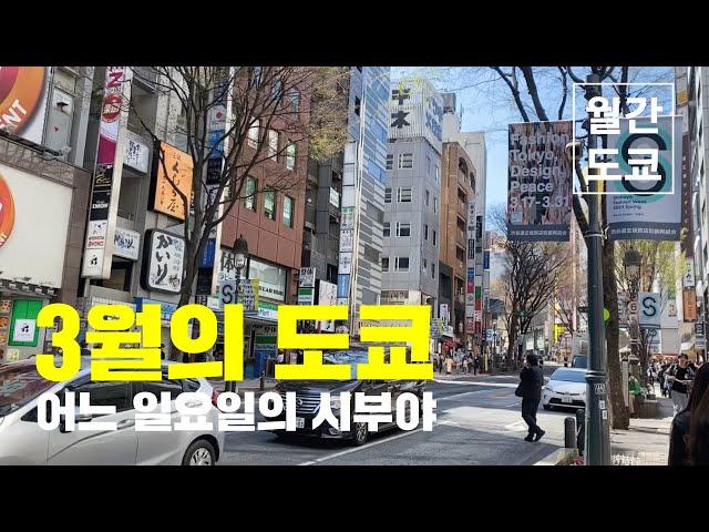 도쿄 브이로그/도쿄여행/시부야/나폴리탄/스시/시부야스카이/쿠사마야요이/월간도쿄