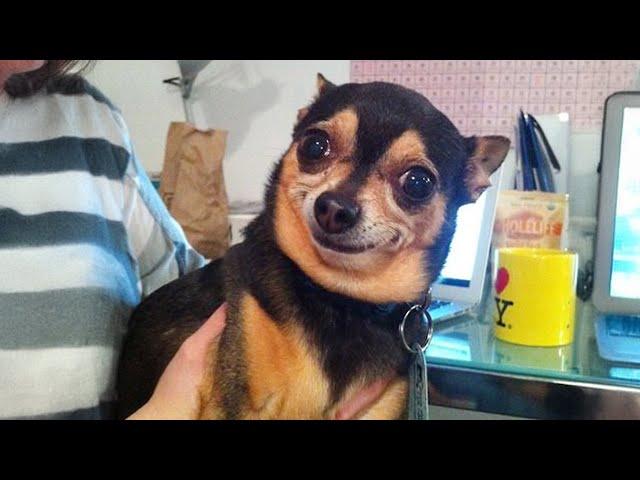 The Smallest, Funniest DOGS on Earth  Best Funny Chihuahuas Videos