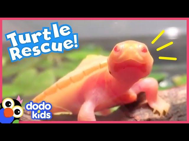 Guy Adopts A Tiny Turtle With A Hole Over Her Heart | Animal Videos For Kids | Dodo Kids