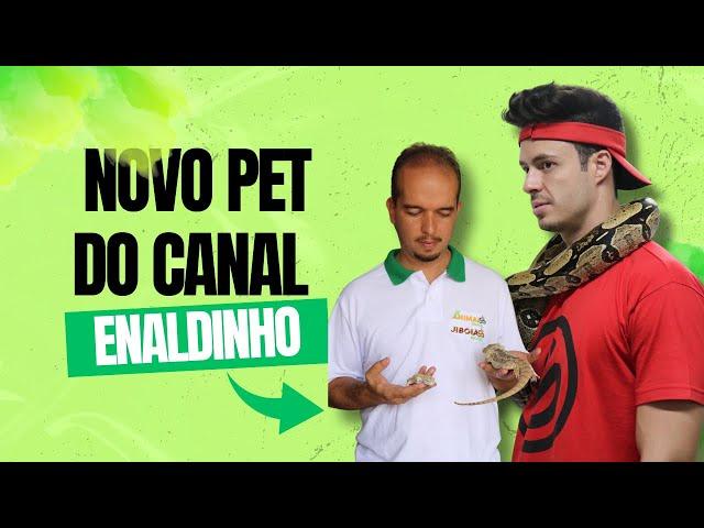 New pet on @enaldinho's channel! From Jiboias Brasil 