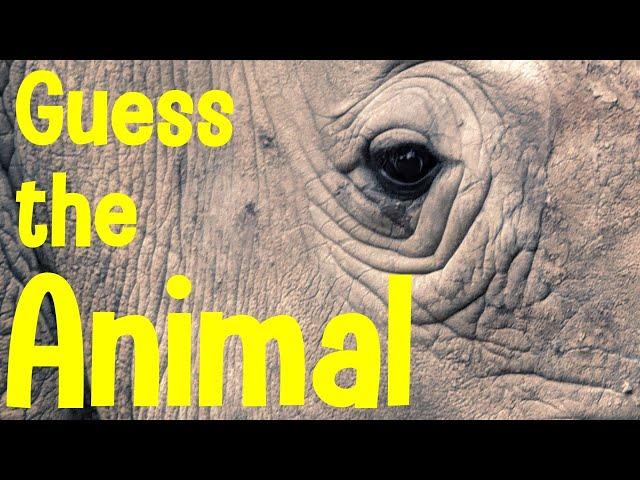 Guess the Animal | Can you guess the animal from the close-up?