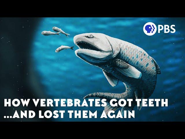 How Vertebrates Got Teeth... And Lost Them Again