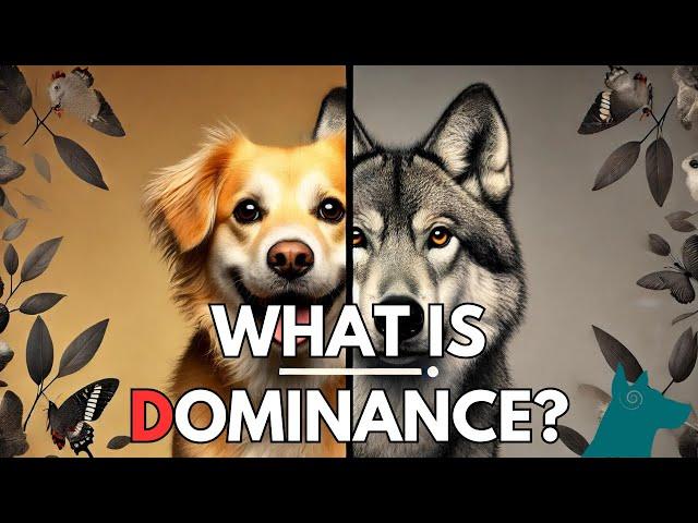 What is Dominance in Dogs?