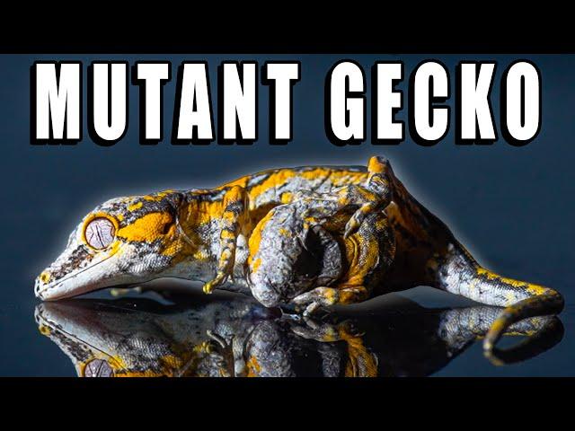 Gecko Born Deformed.. Now What?!