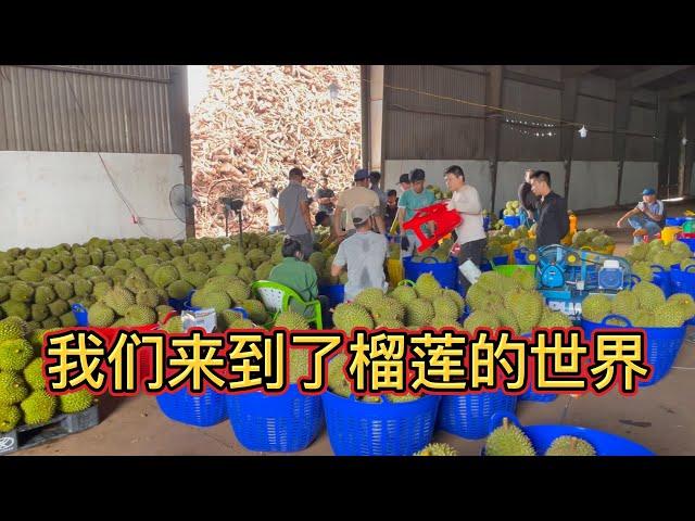 Visit the durian processing factory in  Đồng Xoài, Vietnam, and get to know Vietnamese durian again!