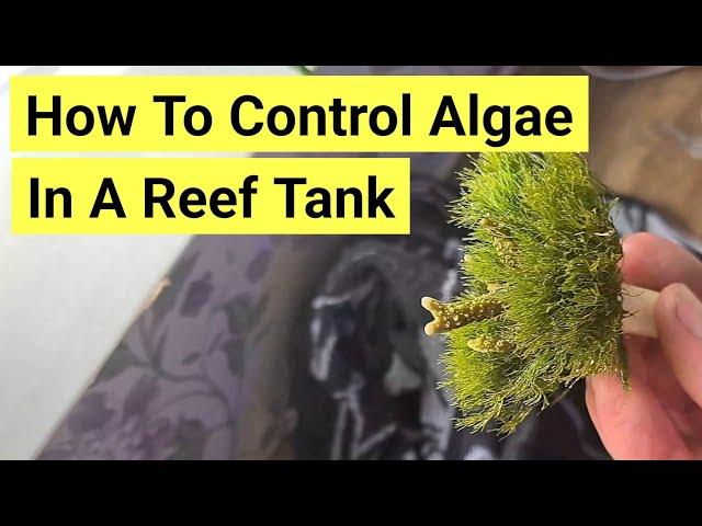 How To Control Algae In A Saltwater Tank | The Prestige Reef Dork Show