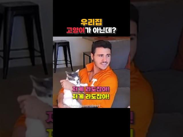 우리집에 이상한 고양이가 들어왔다