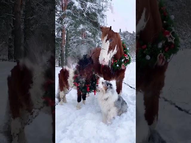 Жылқы,Аттар,Horse #ӨмірТамаша