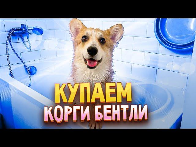 Купаем корги Бентли! И не только....