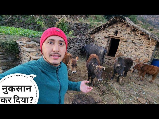 गौशाला के आसपास जंगली जानवर आ रहे हैं || Pahadi Lifestyle Vlog || Cool Pahadi