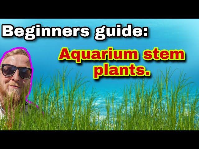 How to guide on aquarium stem plants: planting, choosing, caring for and general maintenance.