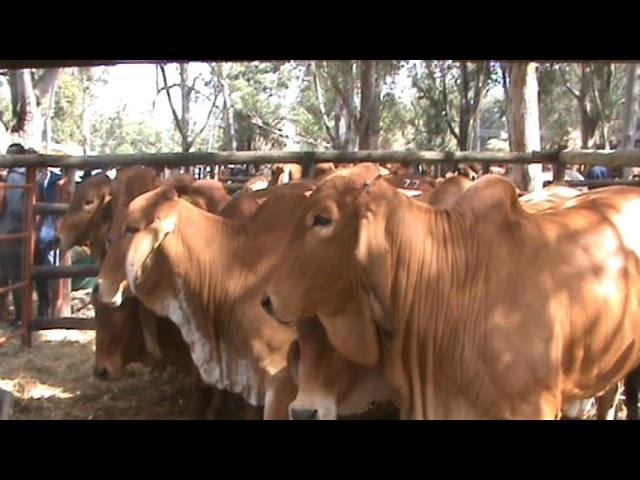 cattle farming in Zimbabwe a private auction held in Gweru