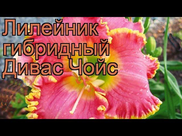 Лилейник гибридный Дивас Чойс (hemerocallis)  обзор: как сажать, саженцы лилейника Дивас Чойс