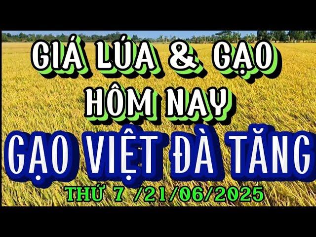 GIÁ LÚA & GẠO HÔM NAY THỨ 7 / 21/06/2025| Giải Trí Miền Tây