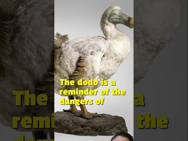 The Dodo: The Bird That Humans Ate to Extinction #viral #viralshorts #shorts #trending #dodo #share