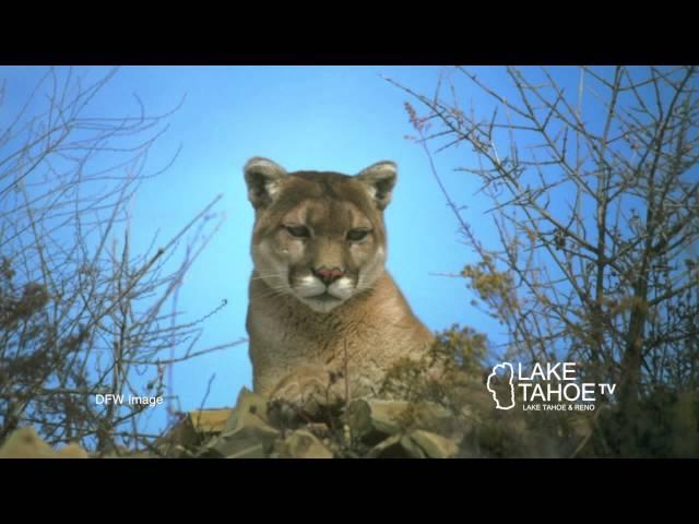 Lake Tahoe Television News