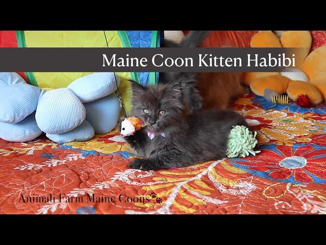 Our Endearing Maine Coon Kitten Habibi Playing With Mates!