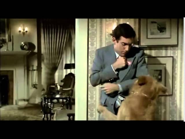 Airplane! funny dog scene