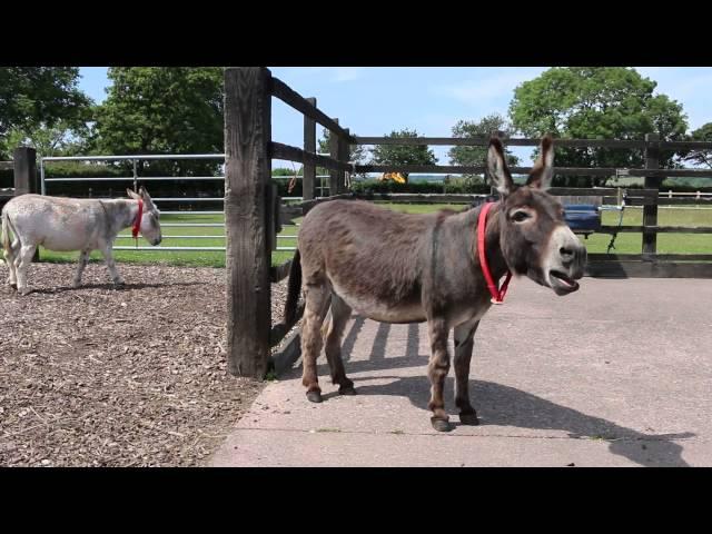 Adoption donkey Gareth practising his singing voice at The Donkey Sanctuary