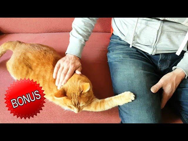 Alvi cat : 6 HUGE benefits of being a cat owner