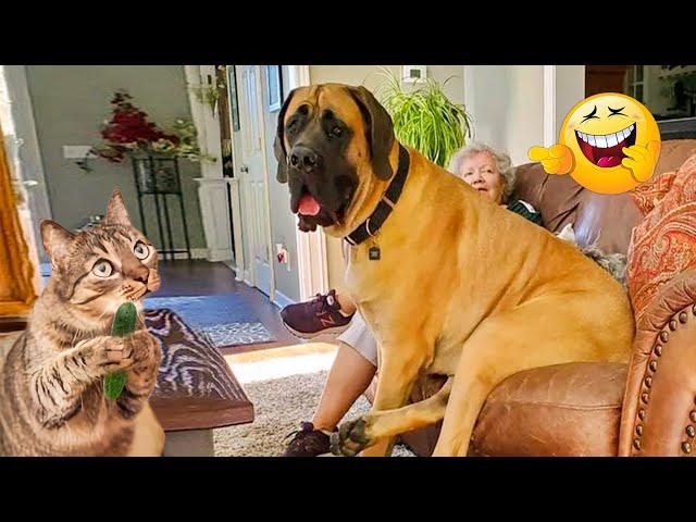 Funniest Cats And Dogs Videos Cute and Funny Animals That Will Make Your Day