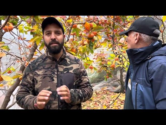 Persimmons farming in kullu valley